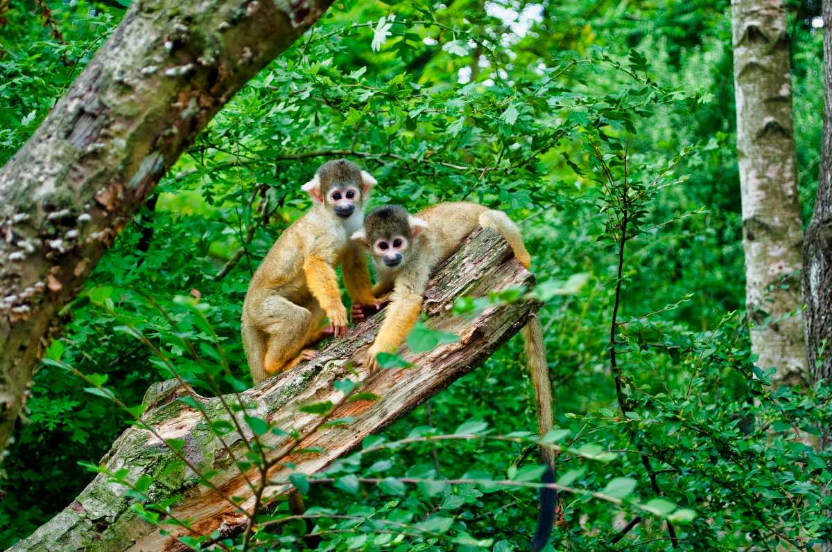 Behavioral Ecology